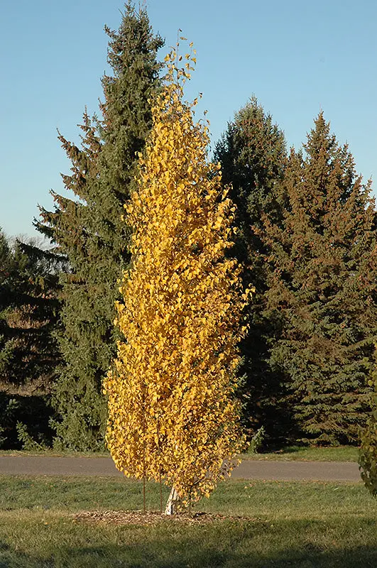 Fargo Dakota Pinnacle Birch (Betula Platyphylla) 1