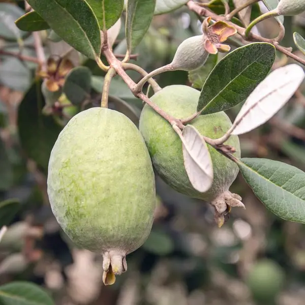 Feijoa 'Marion' – Large-Fruit Pineapple Guava Cultivar 1