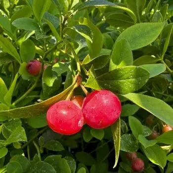 Florida Rose Blueberry (Vaccinium 'Florida Rose') 1