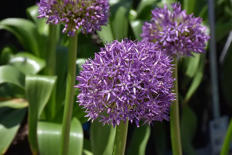 Globemaster Allium (Allium 'Globemaster') 1