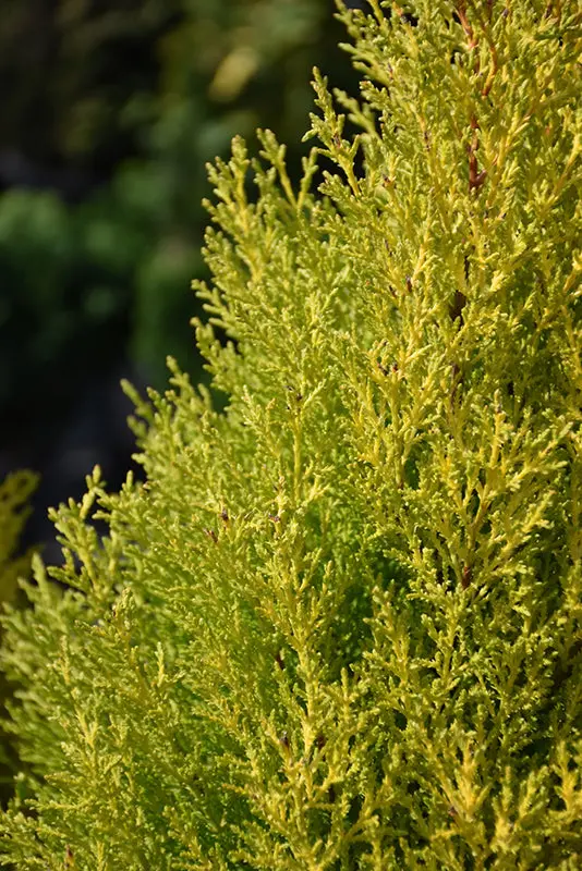 Goldcrest Monterey Cypress (Cupressus Macrocarpa 'Goldcrest') 1