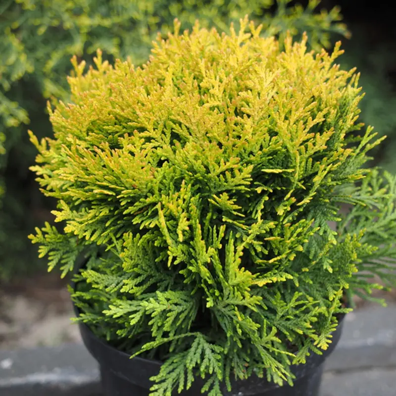 Golden Globe Arborvitae (Thuja Globosa 'Aurea') 1