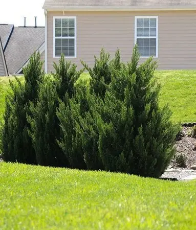 Green Rocket Leyland Cypress (Cupressocyparis × Leylandii Cultivar) 1