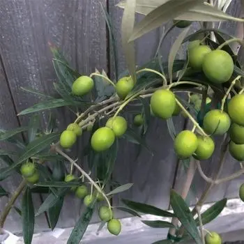 Harvest Joy Olive Tree (Olea Europaea 'Harvest Joy') 1