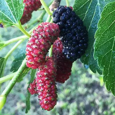Hybrid Mulberry 'Early Bird' – Early-Season Fruit Bearing Mulberry 1
