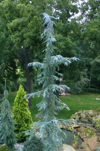 Ice Rain Himalayan Cedar (Cedrus Deodara) 1