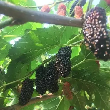 Illinois Hardy Mulberry (Morus Alba × Rubra 'Illinois') – Disease-Resistant Fruit Tree 1