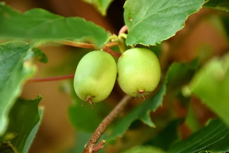 Issai Hardy Kiwi Vine - Self-Fertile, Edible Fruit Climber 1