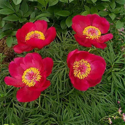 'Itoba' Fernleaf Peony (Paeonia Tenuifolia) 1