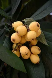 Japanese Loquat Eriobotrya Fruit Tree 1