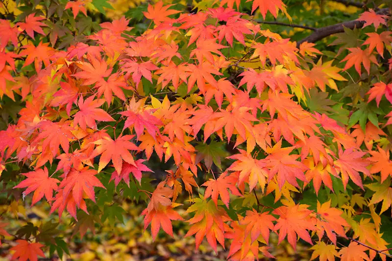 Japanese Maple Collection – Acer Palmatum Assortment 1