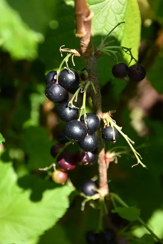 Jostaberry (Ribes Nidigrolaria) 1