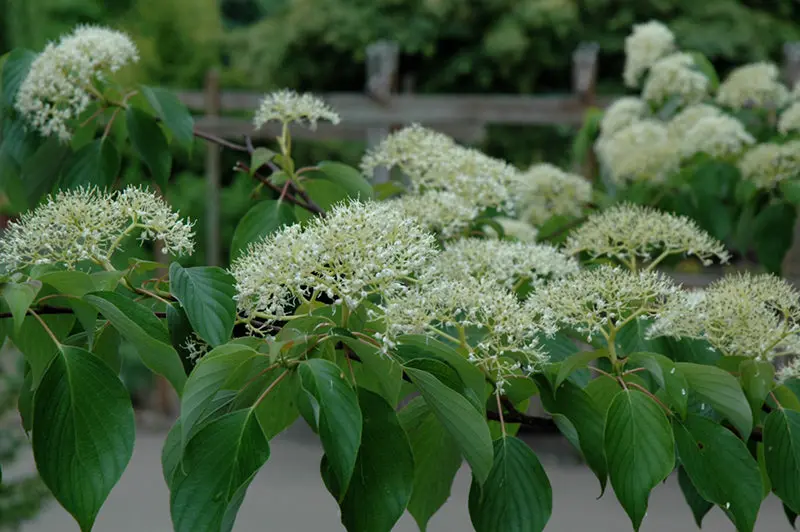 June Snow Giant Dogwood (Cornus Controversa 'June Snow-Jfs') 1
