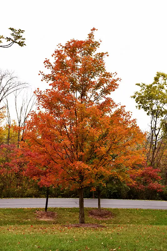 Keithsform Maple – Ornamental Acer Cultivar (Norwegian Sunset) 1