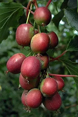 Ken'S Red Hardy Kiwi Vine (Actinidia Arguta) 1