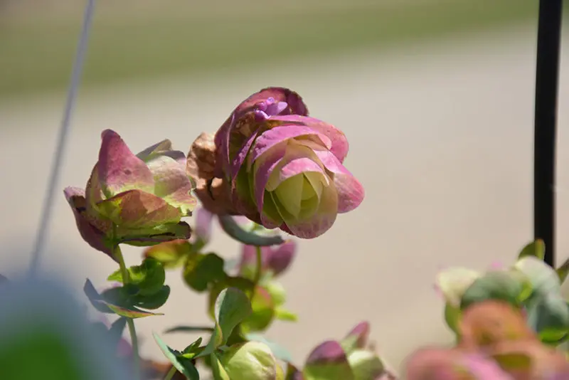 'Kirigami' Compact Oregano (Origanum Cultivar) 1