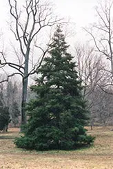 Korean Fir – Compact Conifer With Silvery-Blue Needles 1