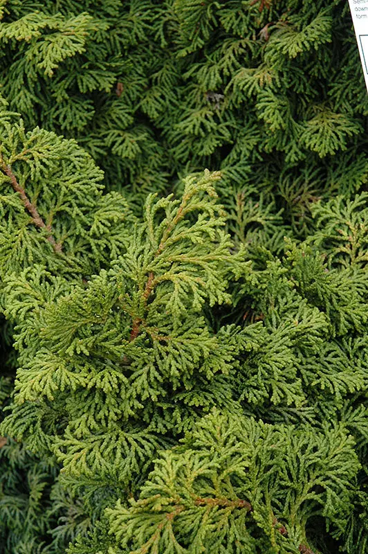 Kosteri Hinoki Cypress (Chamaecyparis Obtusa) 1