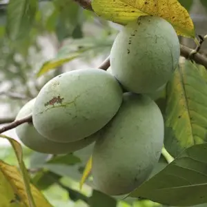 Ksu Benson Pawpaw (Asimina Triloba 'Benson') 1