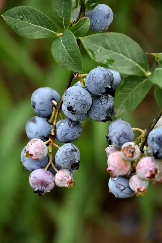 Legacy Blueberry (Vaccinium Corymbosum 'Legacy') 1