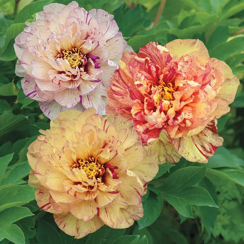 Lollipop Intersectional Peony (Paeonia Itoh) 1
