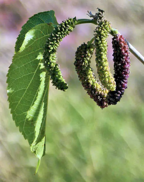 Long-Fruited Mulberry 'Pakistan' – Morus Macroura Cultivar 1