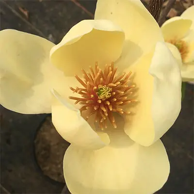 Magnolia Honey Tulip Cultivar 1