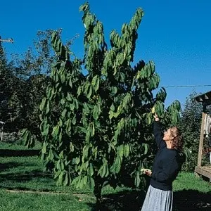 Mango Pawpaw (Asimina Triloba 'Mango') 1