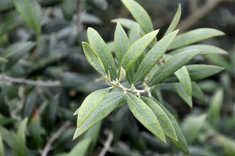 Manzanillo Olive (Olea Europaea) 1