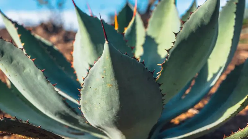 Maximilian Agave Plant 1