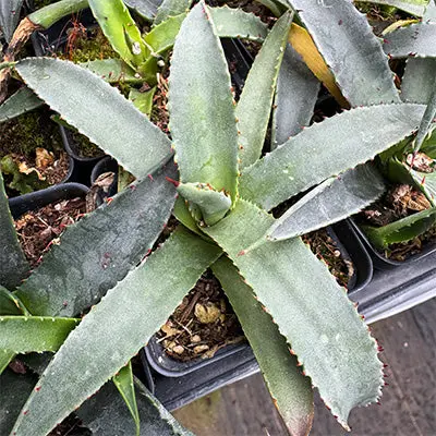 Mckelvey Agave 1