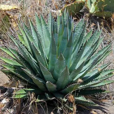 Mckelvey × Utahensis Hybrid Agave F2 1