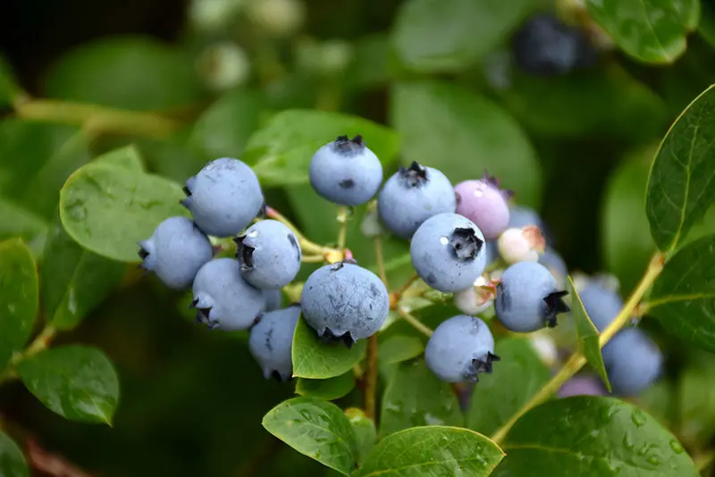 Misty Blueberry (Vaccinium 'Misty') 1