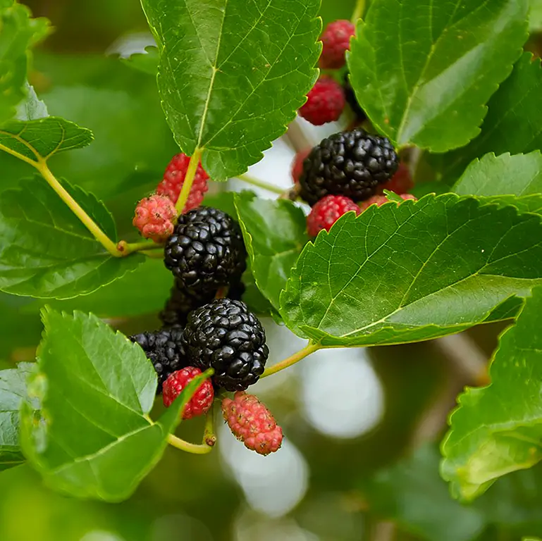 Mojo Berry Dwarf Mulberry (Morus Rotundiloba) 1