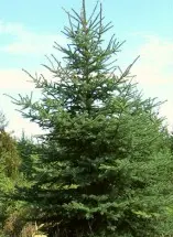 Montrose Charm White Spruce (Picea Glauca 'Montrose Charm') 1