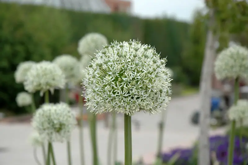 Mount Everest Allium (Allium 'Mount Everest') 1