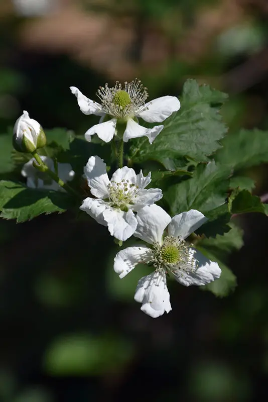 Natchez Thornless Blackberry – Erect Blackberry Cultivar 1