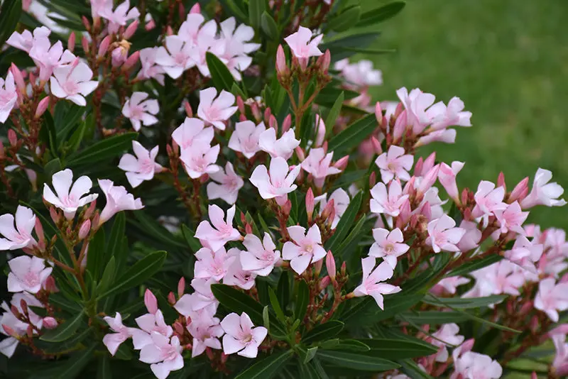Nerium Oleander Petite Pink Oleander 1