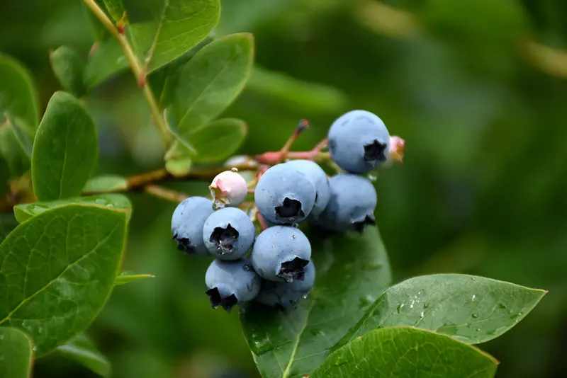 Northcountry Blueberry Shrub (Vaccinium Hybrid) 1