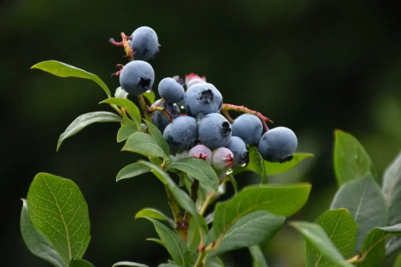 Northland Blueberry Bush (Vaccinium Hybrid) 1