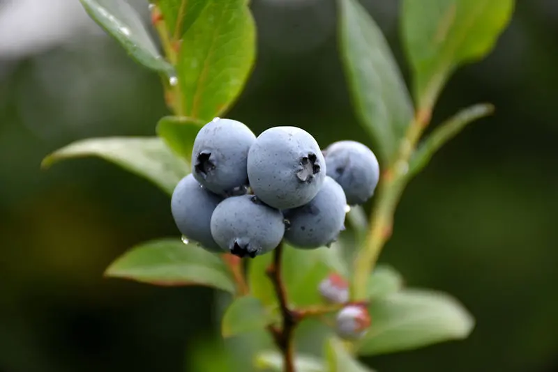 Northsky Blueberry (Vaccinium 'Northsky') 1