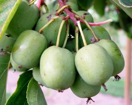 Ogden Point Hardy Kiwi (Actinidia Arguta Female Fruit-Bearing Vine) 1