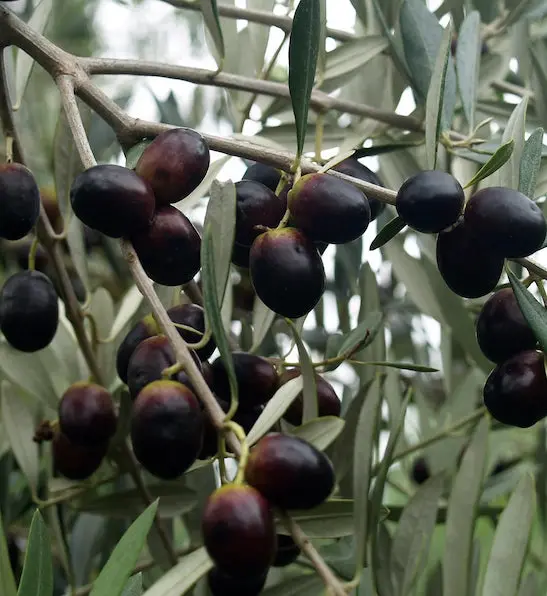 Olea Europaea 'Leccino' – Cold-Hardy Italian Olive Tree 1