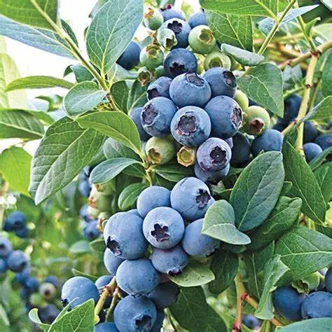 O'Neal Blueberry (Vaccinium 'O'Neal') 1