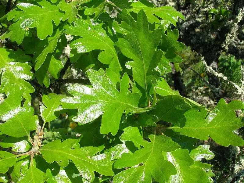 Oregon White Oak (Quercus Garryana) – Drought-Tolerant Native Pacific Northwest Tree 1