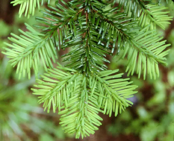 Pacific Silver Fir (Abies Amabilis) – Tall, Shade-Tolerant Northwest Native Conifer 1