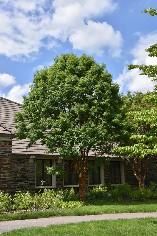 Paperbark Maple – Exfoliating-Bark Acer Griseum 1