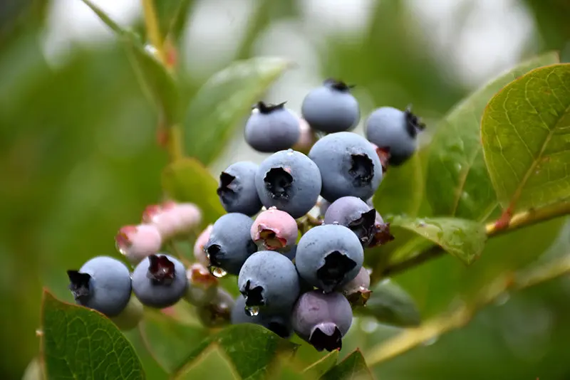 Patriot Blueberry (Vaccinium Corymbosum 'Patriot') 1