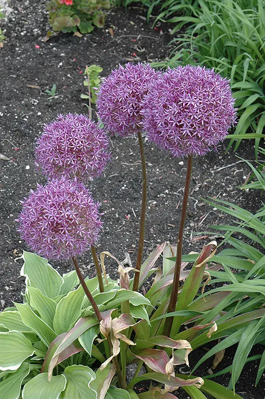 Pinball Wizard Allium (Allium 'Pinball Wizard') 1