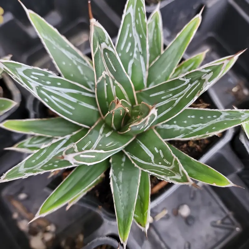 Porcupine Agave (Victoria-Reginae Cultivar) 1
